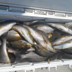 大進丸(愛知) 釣果