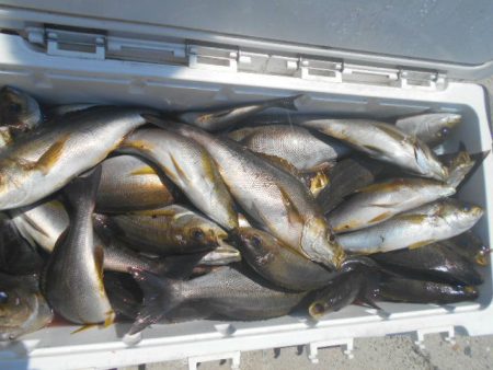 大進丸(愛知) 釣果