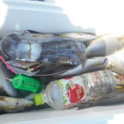 大進丸(愛知) 釣果