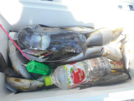 大進丸(愛知) 釣果