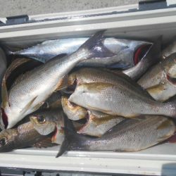 大進丸(愛知) 釣果