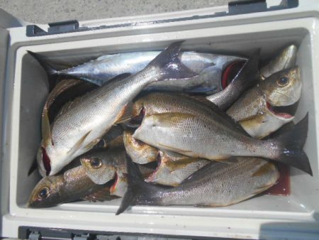 大進丸(愛知) 釣果