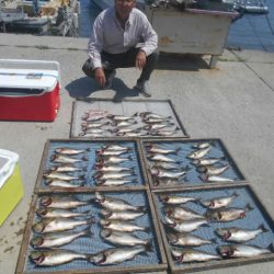 大進丸(愛知) 釣果