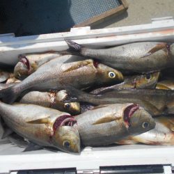 大進丸(愛知) 釣果