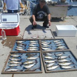 大進丸(愛知) 釣果