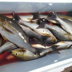 大進丸(愛知) 釣果