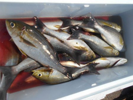 大進丸(愛知) 釣果