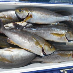 大進丸(愛知) 釣果