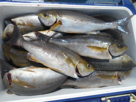 大進丸(愛知) 釣果
