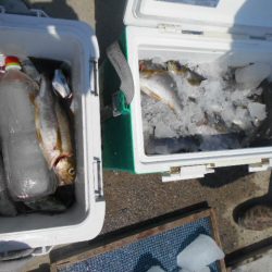 大進丸(愛知) 釣果