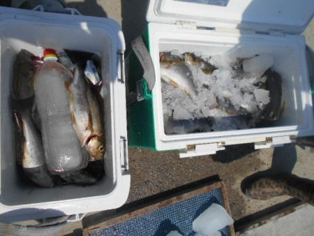 大進丸(愛知) 釣果