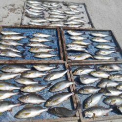 大進丸(愛知) 釣果