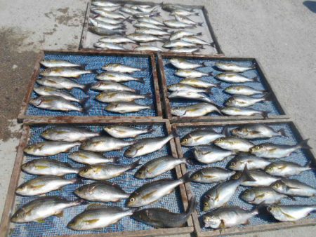 大進丸(愛知) 釣果