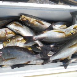 大進丸(愛知) 釣果