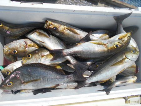 大進丸(愛知) 釣果