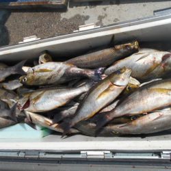 大進丸(愛知) 釣果