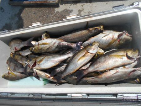 大進丸(愛知) 釣果