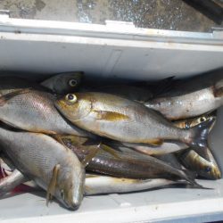 大進丸(愛知) 釣果