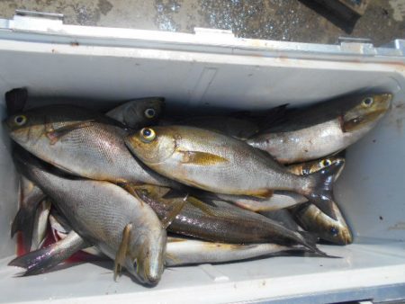 大進丸(愛知) 釣果