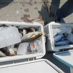 大進丸(愛知) 釣果