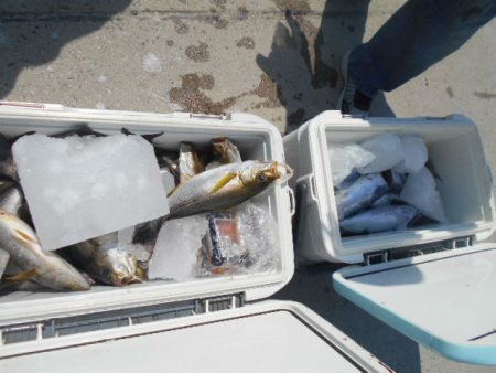 大進丸(愛知) 釣果