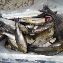 大進丸（愛知） 釣果