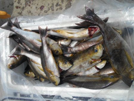 大進丸（愛知） 釣果