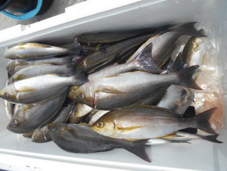 大進丸（愛知） 釣果