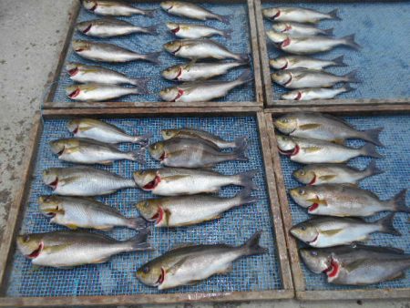 大進丸（愛知） 釣果