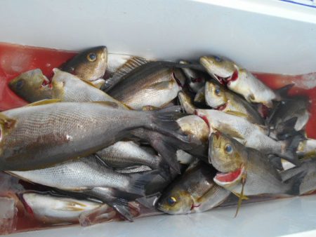 大進丸（愛知） 釣果