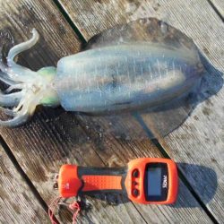 こかわ渡船　雅丸 釣果