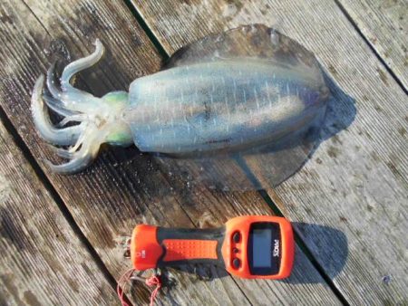こかわ渡船　雅丸 釣果