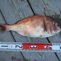 こかわ渡船　雅丸 釣果