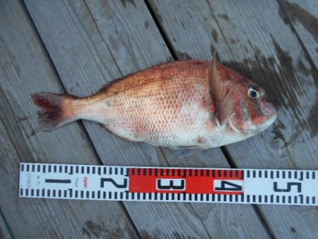こかわ渡船　雅丸 釣果