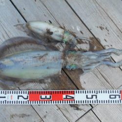 こかわ渡船　雅丸 釣果