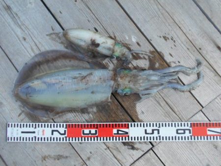 こかわ渡船　雅丸 釣果