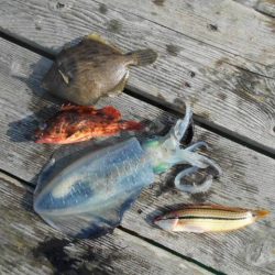 こかわ渡船　雅丸 釣果