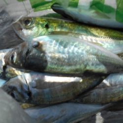 こかわ渡船　雅丸 釣果