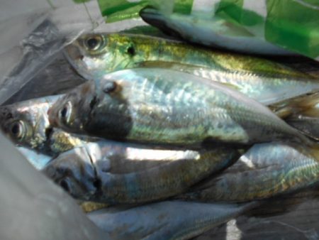 こかわ渡船　雅丸 釣果