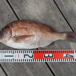 こかわ渡船　雅丸 釣果