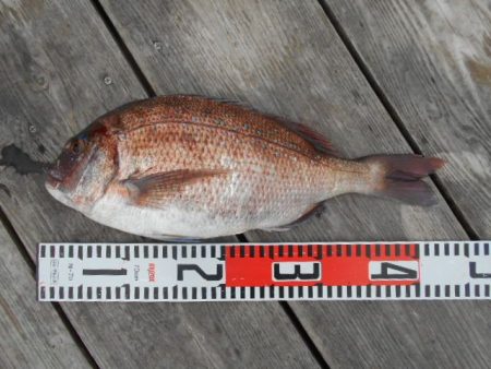 こかわ渡船　雅丸 釣果