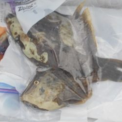 こかわ渡船　雅丸 釣果