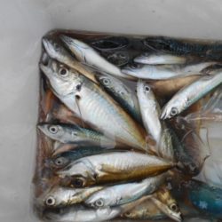 こかわ渡船　雅丸 釣果