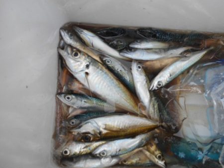 こかわ渡船　雅丸 釣果