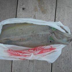 こかわ渡船　雅丸 釣果