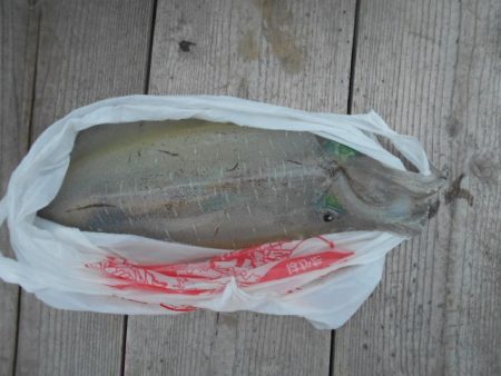 こかわ渡船　雅丸 釣果