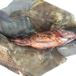 こかわ渡船　雅丸 釣果