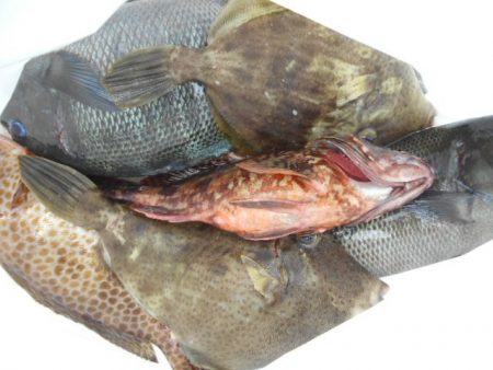 こかわ渡船　雅丸 釣果