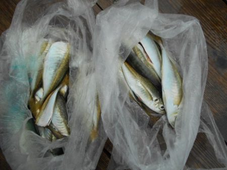 こかわ渡船　雅丸 釣果