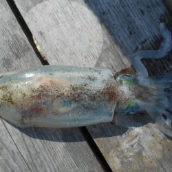 こかわ渡船　雅丸 釣果